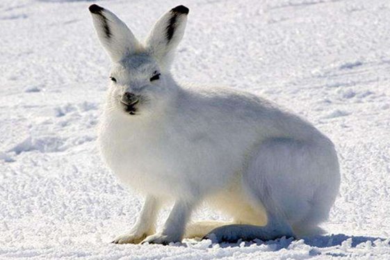 小白兔为什么会蹦蹦跳跳？