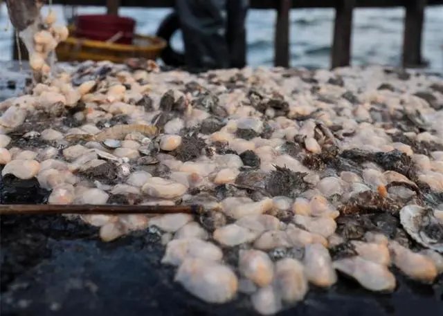 “白泥蚂”大举入侵青岛海域，这种生物有何危害？