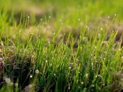 小草从地下探出头来,那是春天的眉毛吧?仿写句子怎么写？