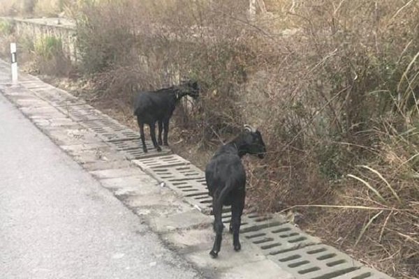 大妈闹市放羊啃食绿化带，如何制止该类不文明行为？