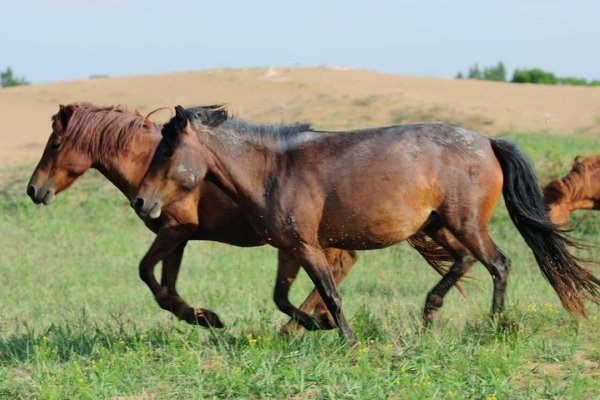 筋疲力尽.打一生肖