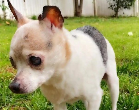 世界最老的狗去世，“终年”22岁，这是只什么品种的狗狗？