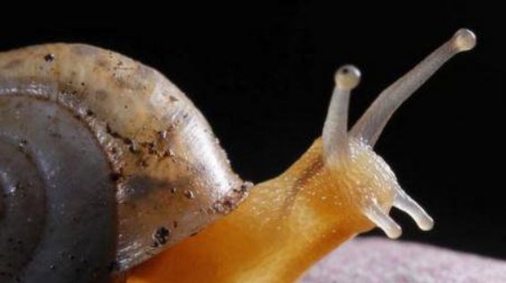 蜗牛雨天向墙上爬最后死在墙上，这是为什么？