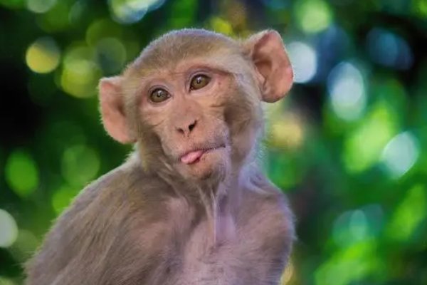 什么生肖中途而废