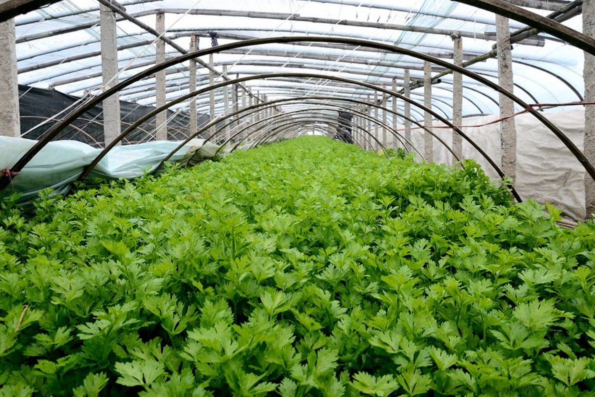 越冬芹菜的品种有很多，越冬芹菜的品种有哪些？