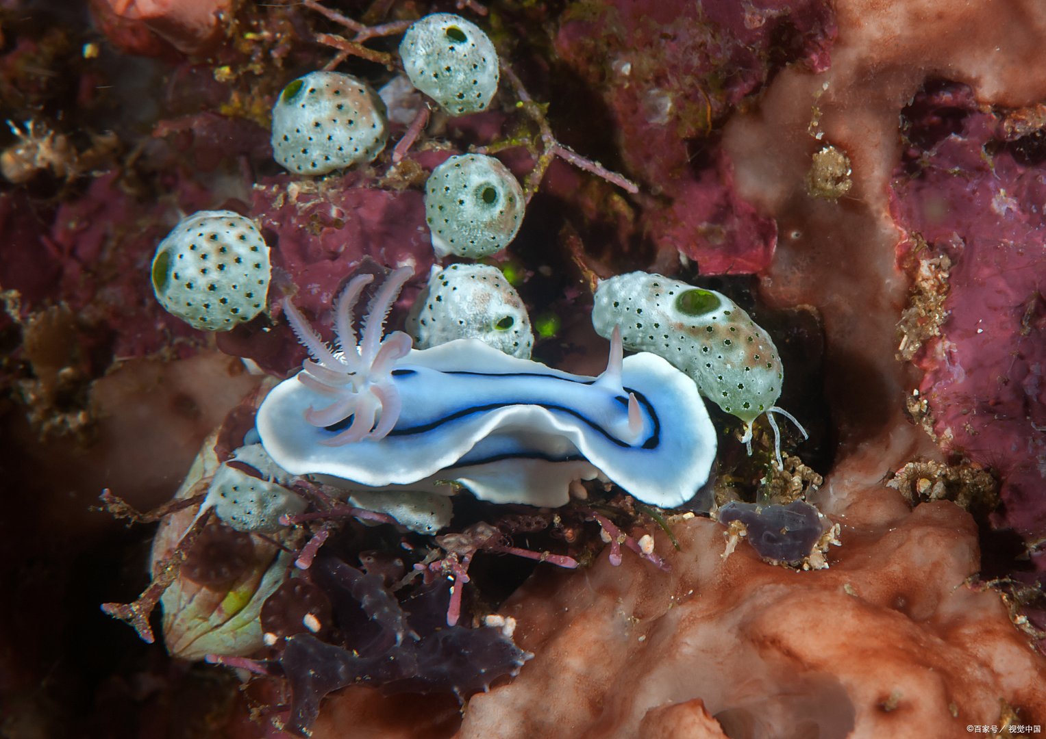 剧毒蓝环章鱼当宠物卖,被蓝环章鱼咬了怎么办?