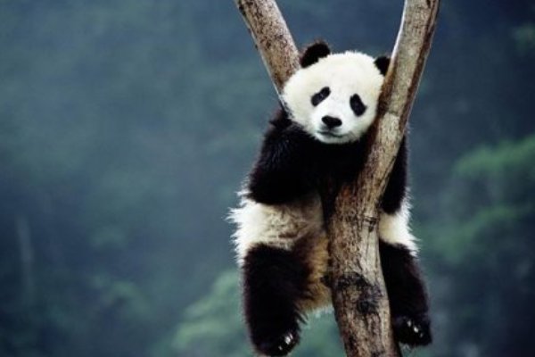 大熊猫热情跟游客击掌互动,努力营业的大熊猫你喜欢吗?