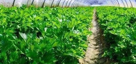 越冬芹菜的品种有很多，越冬芹菜的品种有哪些？