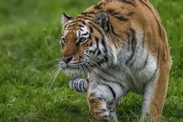 什么生肖中途而废