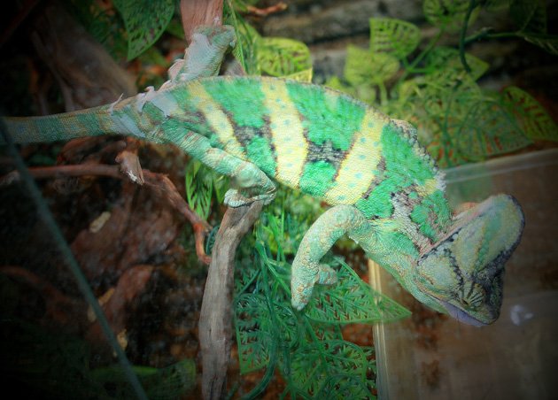 台湾变色龙的节目概要