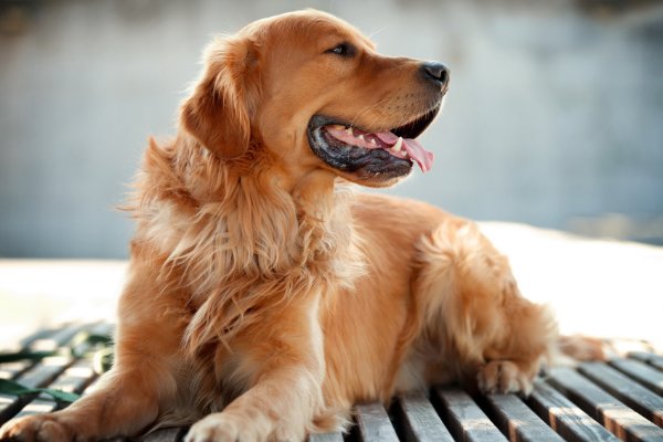 国外一宠物狗竟然“向主人开枪”，这是怎么回事？