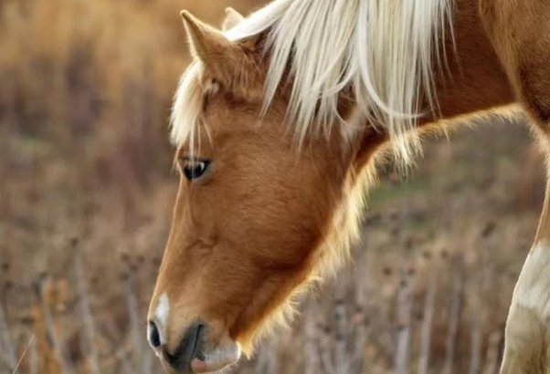 分万掰两打一生肖