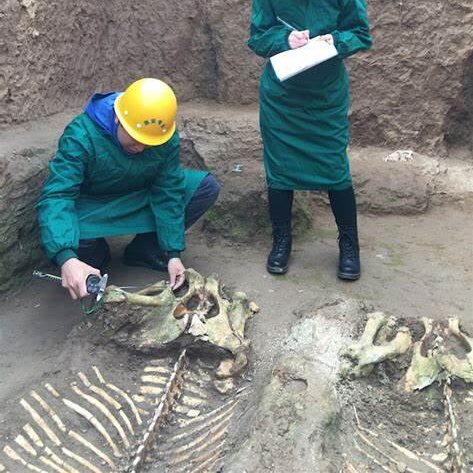 历史有哪些专业