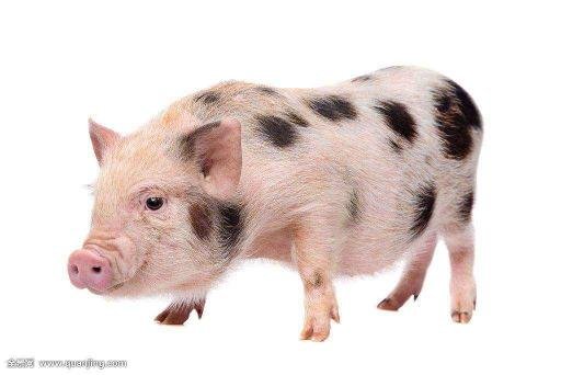 其貌不扬 意思其貌不扬适合比喻那个生肖