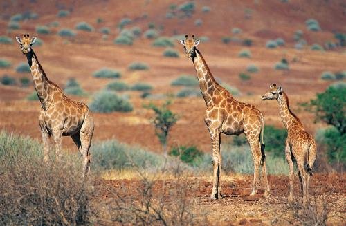 动物的逃生秘诀都有哪些