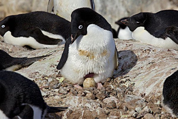 两只公企鹅再次偷蛋,小企鹅又不会养老,为何两只企鹅执着当爹?