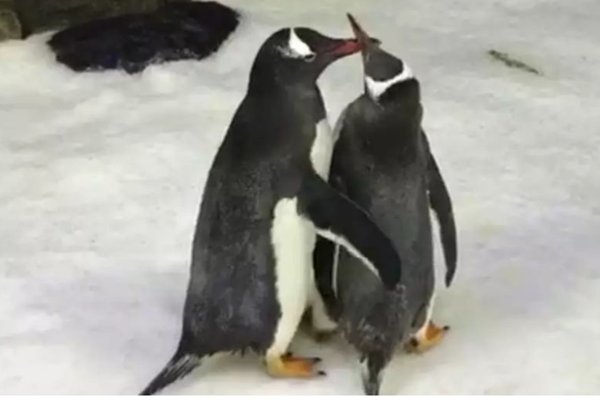 两只公企鹅再次偷蛋，小企鹅又不会养老，为何两只企鹅执着当爹？