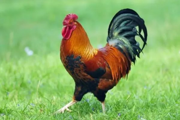 肉包子打狗打一个生肖