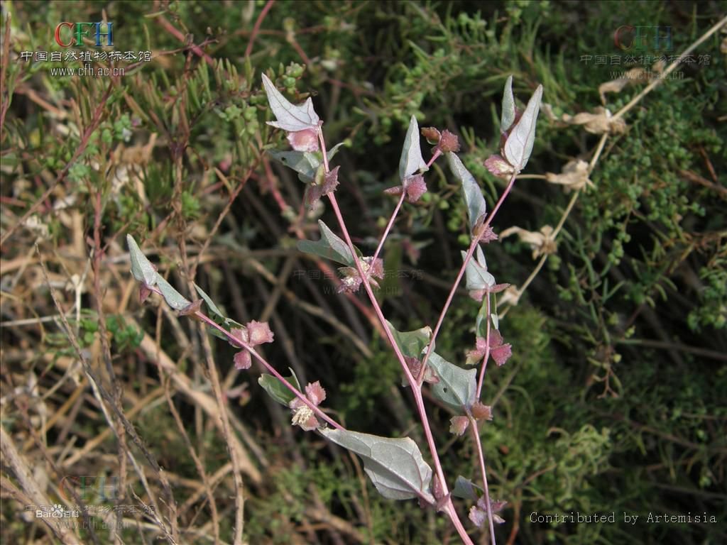 中亚滨藜的相关的种
