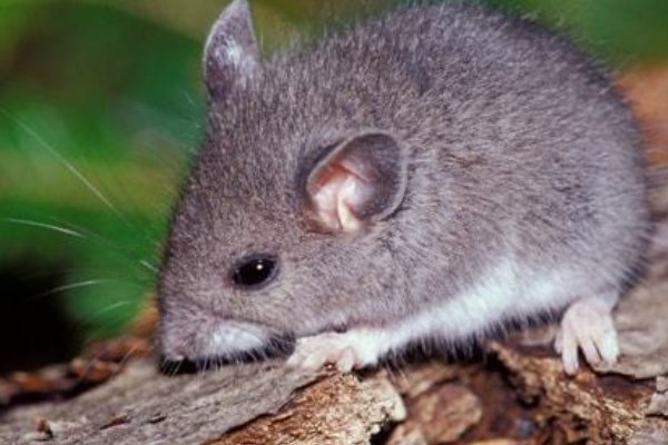 肉包子打狗打一个生肖