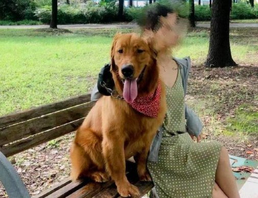 金毛犬主人拒绝托运方赔偿方案，举报后市场监管部门介入？