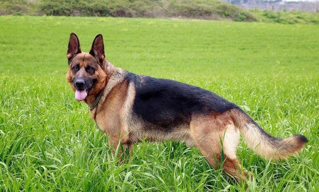 英警察用烈性警犬驱散示威者，这种行为是不是在胡作非为？