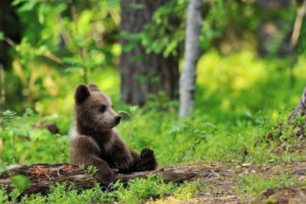 小熊为什么认为森林里的气象站真有趣呀