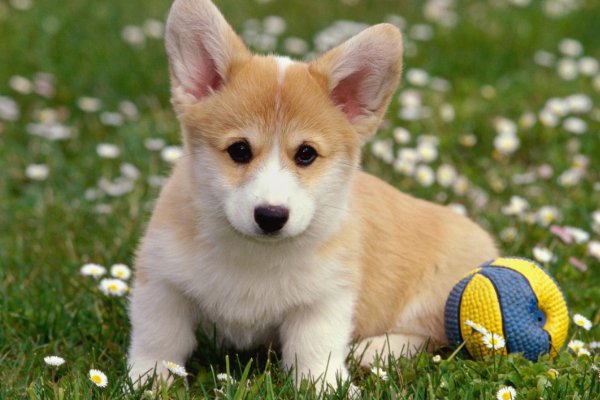 国外一宠物狗竟然“向主人开枪”，这是怎么回事？