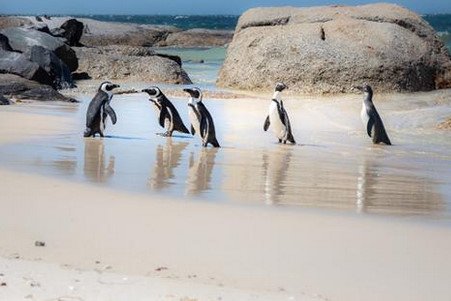 南极企鹅流浪3000公里在新西兰上岸，这只企鹅为何会来这里？