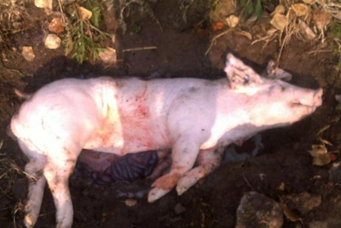 动物尸体处理怎样无害化