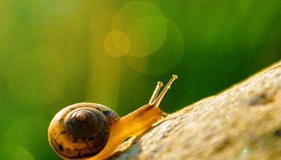 蜗牛雨天向墙上爬最后死在墙上，这是为什么？