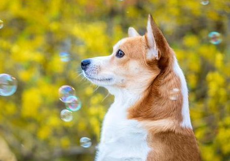 上海一小区宠物狗被扑杀了，工作人员为何会扑杀小狗？