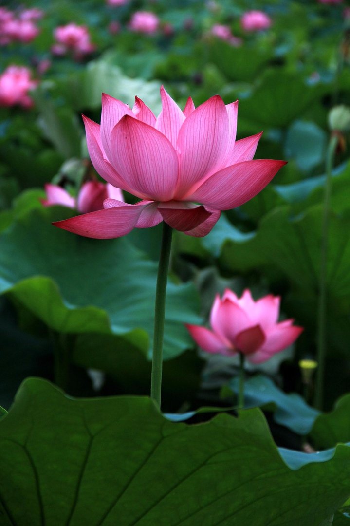 映日的意思是什么？