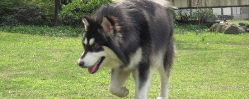 阿拉斯加雪橇犬吃什么