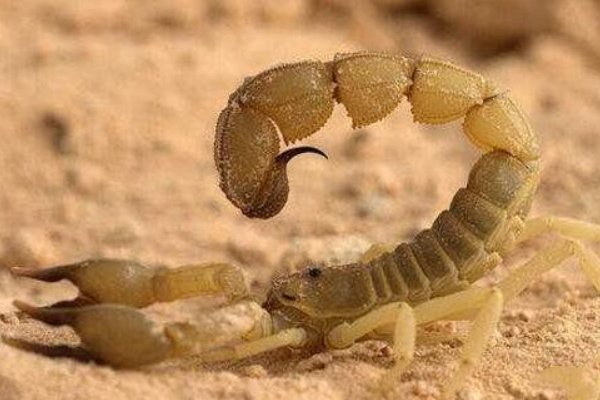 地球上4大最毒的蝎子