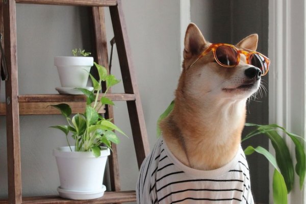 国外一宠物狗竟然“向主人开枪”，这是怎么回事？