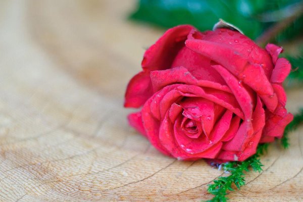 玫瑰最早并不是名花