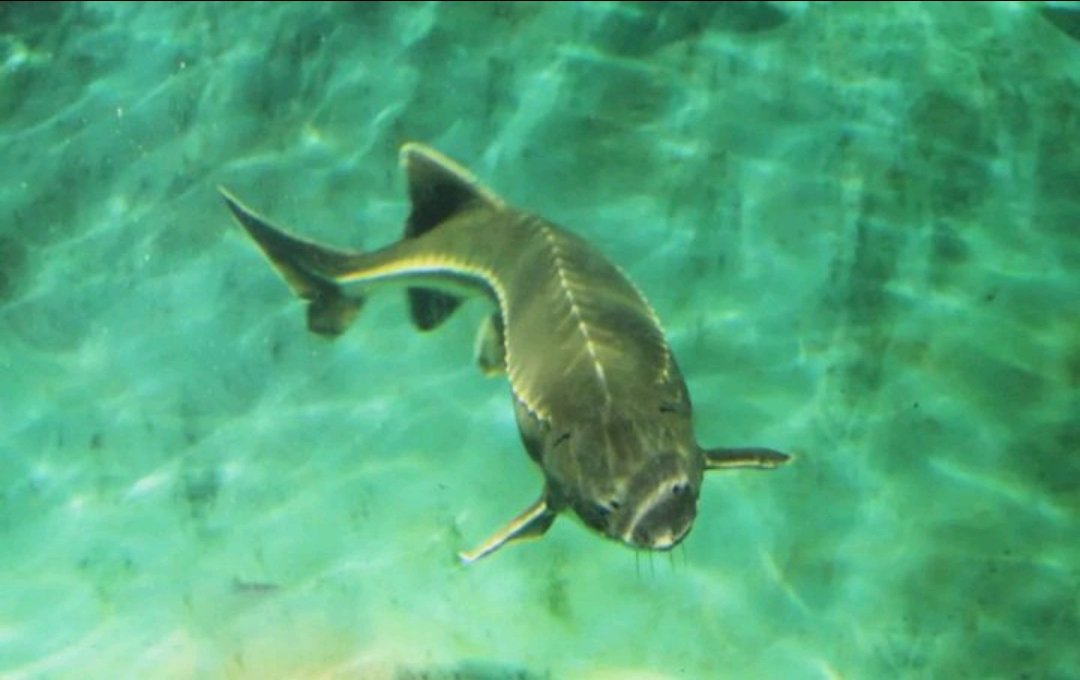 渔民捕获一条50多公斤野生中华鲟终放生,这种生物到底有何来头?