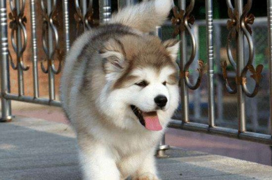 阿拉斯加雪橇犬吃什么