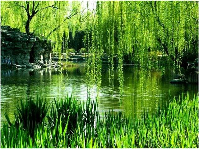 有心栽花花不开，无心栽柳柳成阴是什么意思？