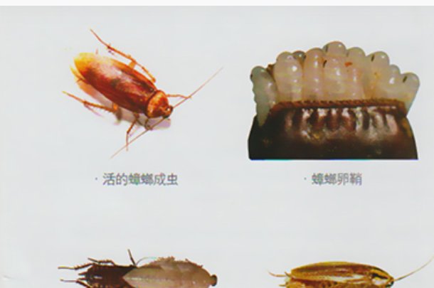 蟑螂卵鞘脱离母体几天会孵化?