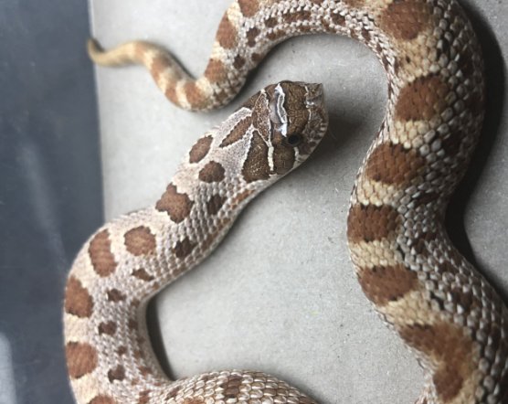 自己养的蛇会咬人吗