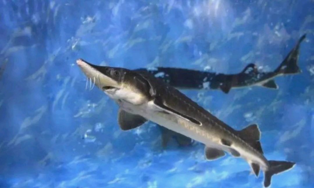 渔民捕获一条50多公斤野生中华鲟终放生，这种生物到底有何来头？