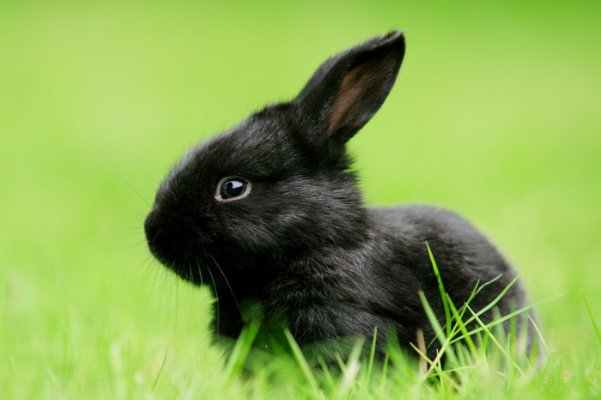 一衣带水打一生肖