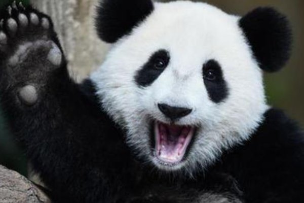 大熊猫热情跟游客击掌互动,努力营业的大熊猫你喜欢吗?