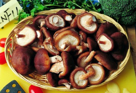 新鲜蘑菇应该怎么保存