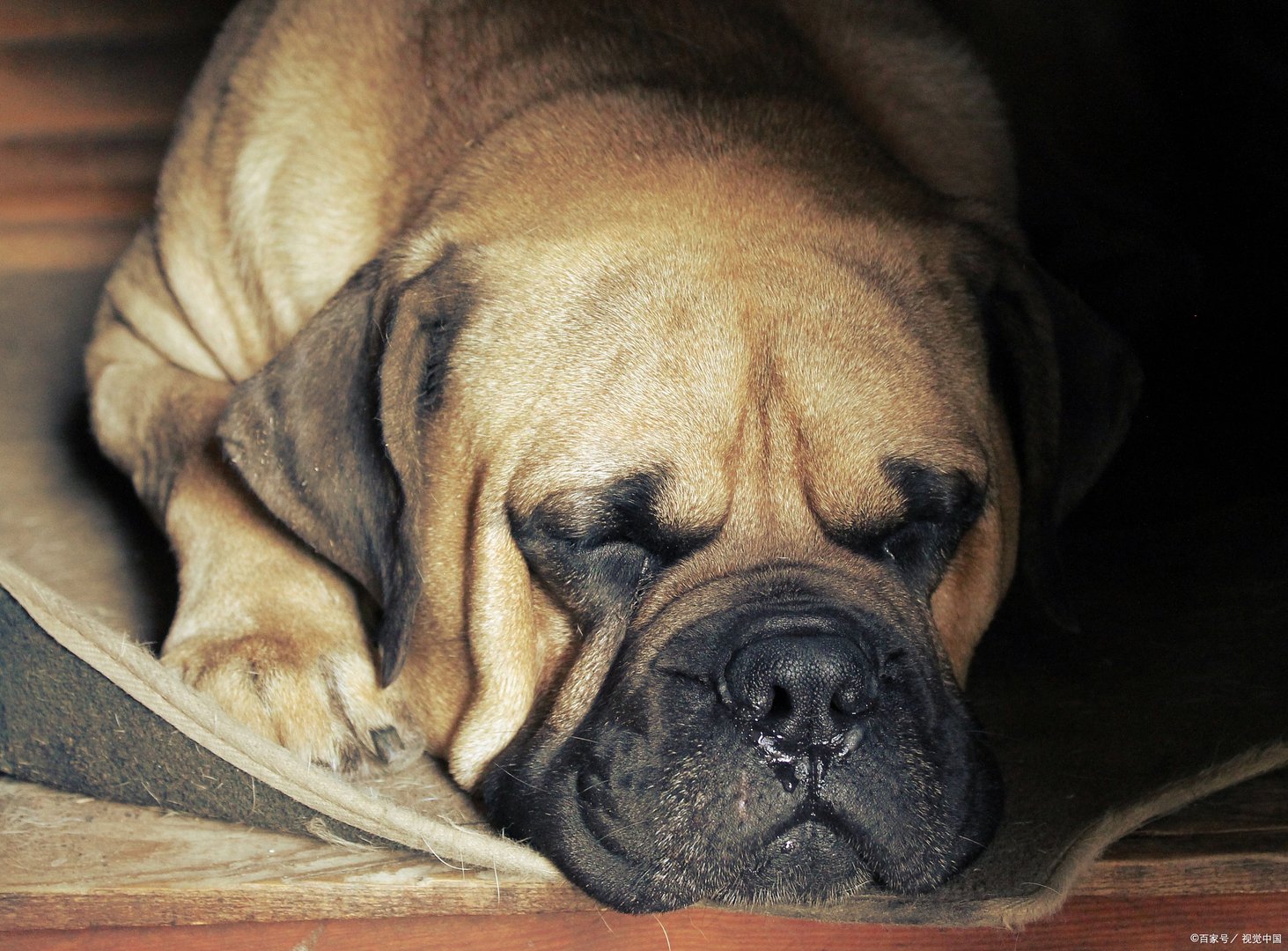 牛头獒犬是一种中型犬，多为黄褐色毛色，牛头獒犬护主吗？