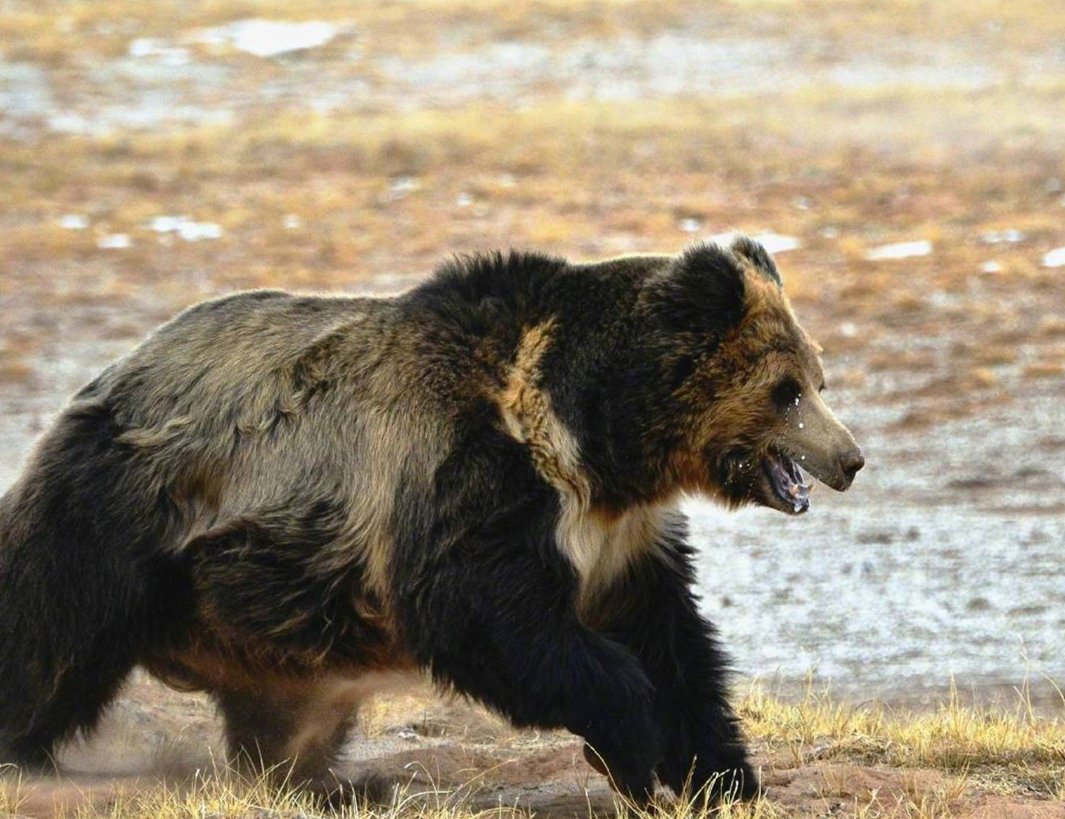 藏棕熊长啥样？为何藏棕熊非常罕见？