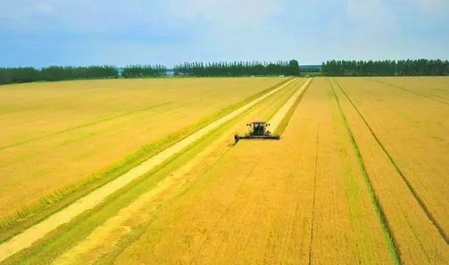 上海市已抢种蔬菜面积达8万多亩，这个数据说明了什么？