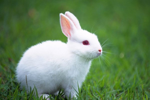 一衣带水打一生肖